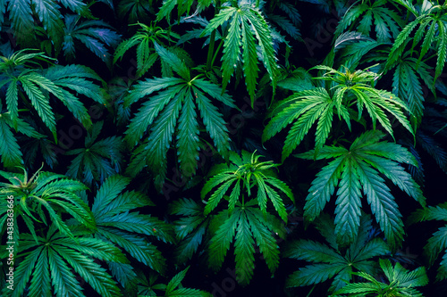 Young plants Cannabis indica and Cannabis sativa  on a plant pattern on a black background.