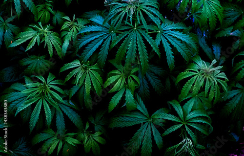 Young plants Cannabis indica and Cannabis sativa, on a plant pattern on a black background.