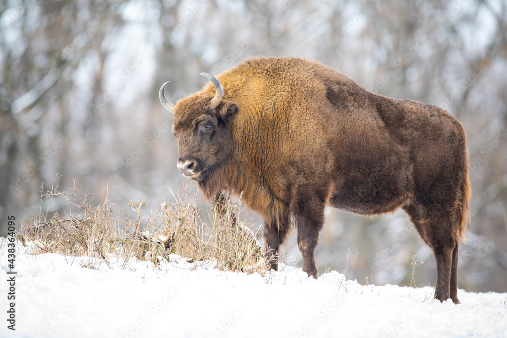 Hungry wood bison, bison bonasus, eating dry grass in the snowy wilderness. Majestic wisent grazing in the forest in winter. Sturdy wild animal in nature. Hungry wood bison, bison bonasus, eating dry grass in the snowy wilderness. Majestic wisent grazing in the forest in winter. Sturdy wild animal in nature.