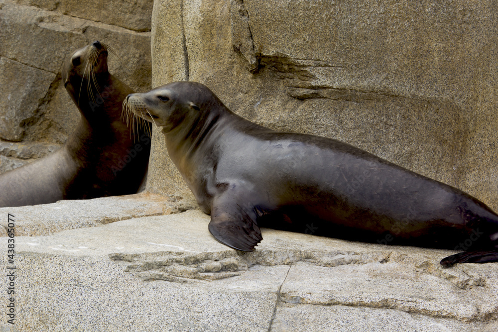 Obraz premium sea lion resting in san dieogo zoo, california