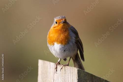 a single European robin (Erithacus rubecula) perched on the top of a fence post isolated on a natural background © Ian