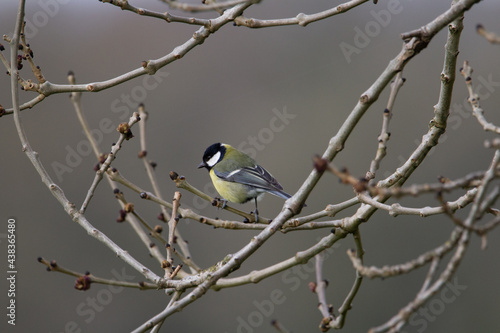 a single Great Tit (Parus major) resting in a bare and leafless trees isolated on a grey background