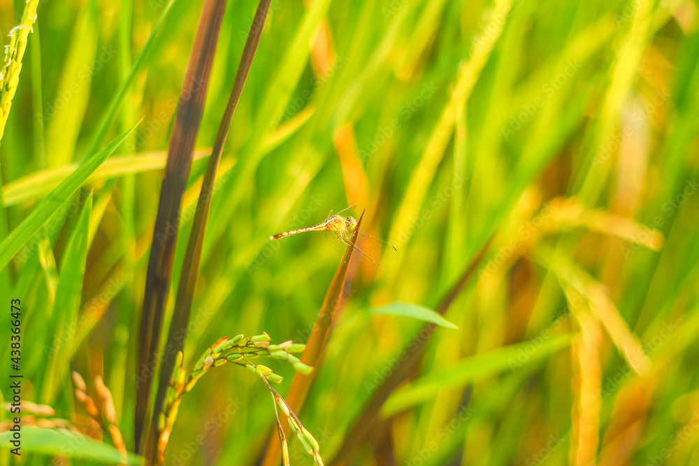 Dragonfly on the rice plant Dragonfly on the rice plant