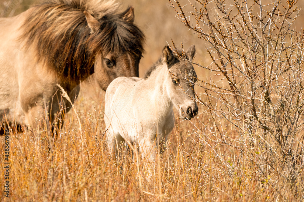 Mare and foal konik horses head in a nature reserve, they graze in the golden reeds Mare and foal konik horses head in a nature reserve, they graze in the golden reeds