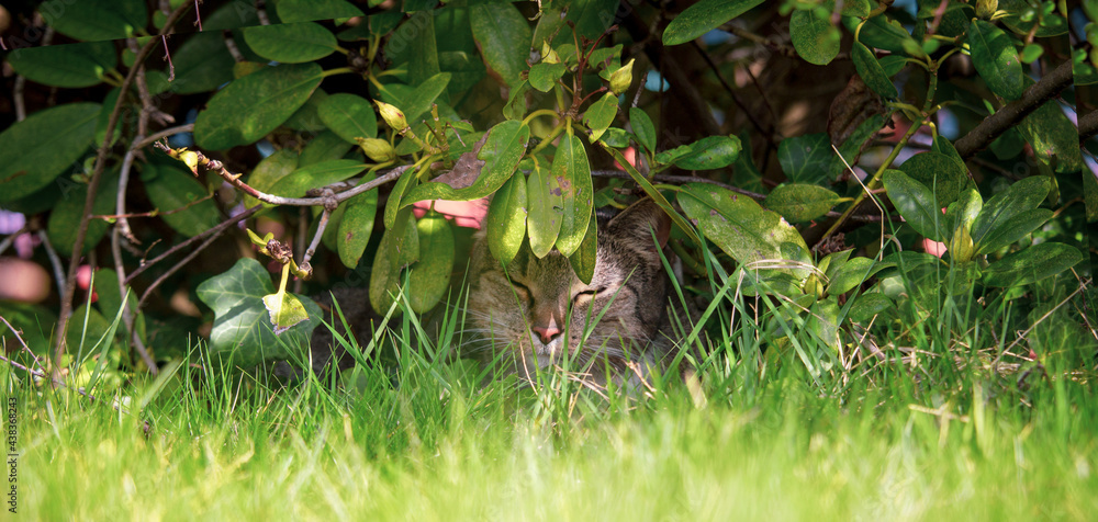 Glückliche Katze unter einem Busch