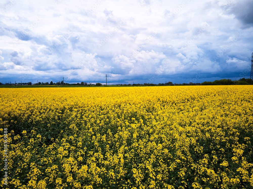 Obraz premium Aerial view of spring rapeseed flower field, Bird's eye view from a drone closeup of a passing canola crop with blue skies and fluffy clouds in summer.