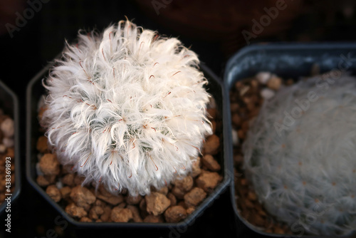 Old man cactus. Cephalocereus senilis, is white hairy cactus photo