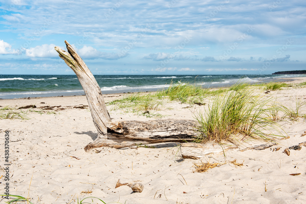 Treibholz am Meer, Dünen am Strand, Ostsee, Darß, Mecklenburg-Vorpommern, Deutschland Treibholz am Meer, Dünen am Strand, Ostsee, Darß, Mecklenburg-Vorpommern, Deutschland