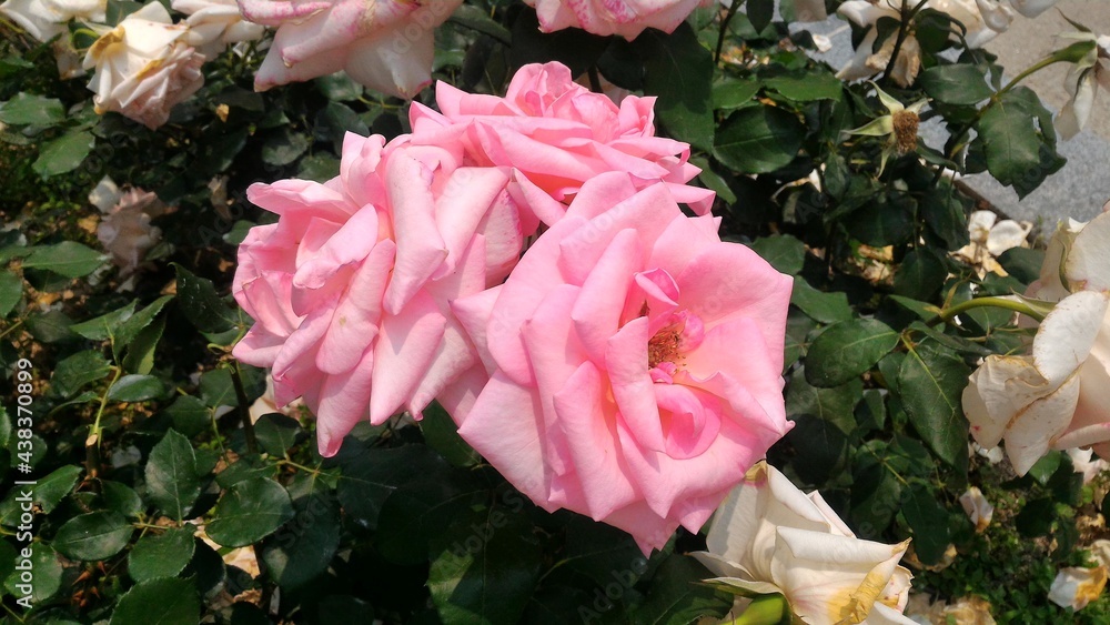 Obraz premium rose