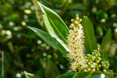 Close-up photo of a white inflorescence in the cherry laurel tree