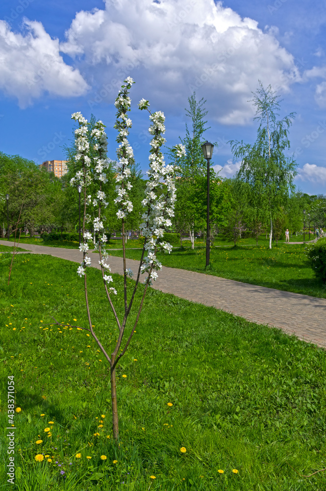 Obraz premium Small flowering apple tree.