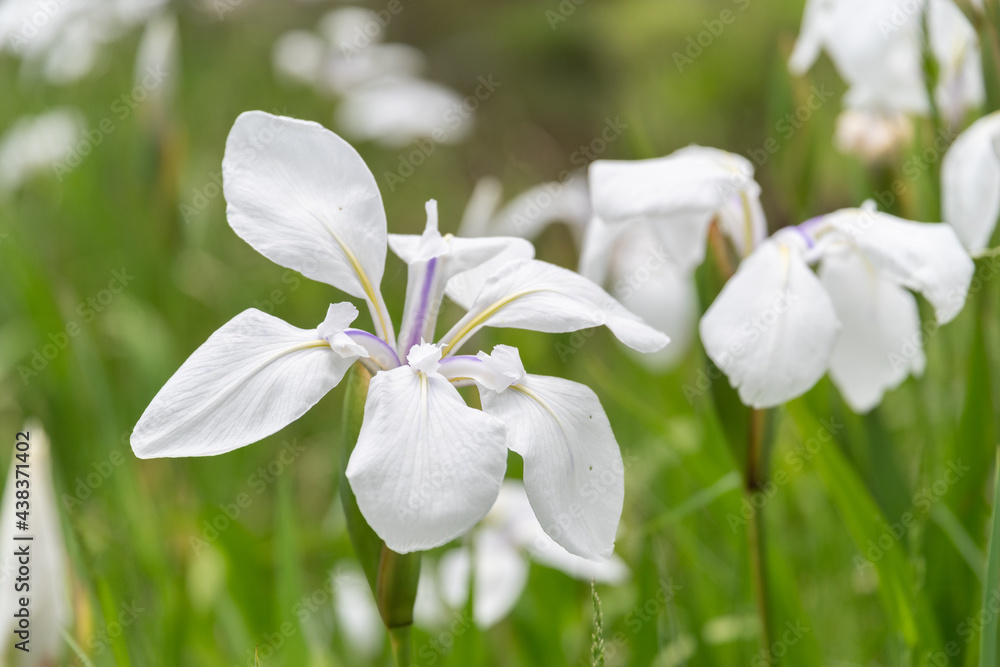 Obraz premium 白い花菖蒲
