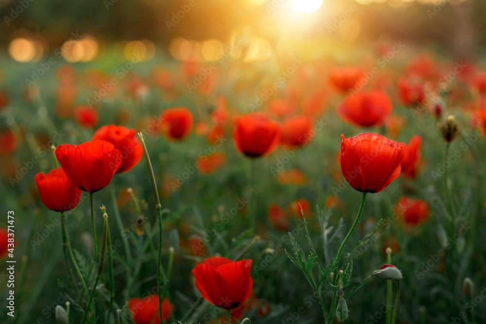Fototapeta premium Poppy Field. Poppy Blossom