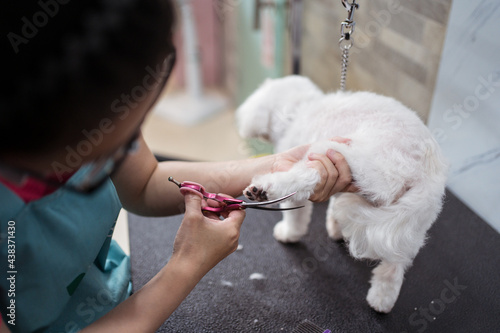 Woman groomer trimming fur of obedient small dog in modern veterinary studio photo