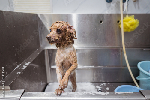 Curious wet Miniature Poodle dog in grooming salon photo