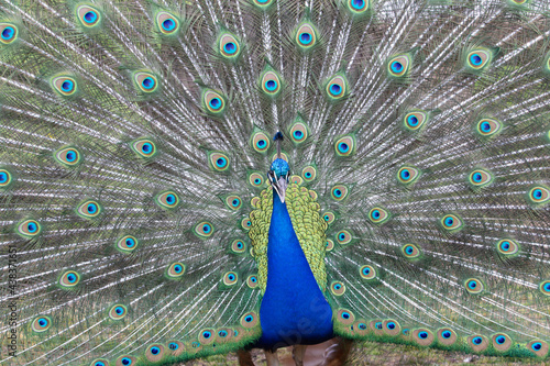 close up of a male Indian Blue Peacock (Pavo cristatus) with a full tail display in the background