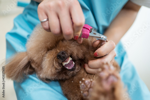 Crop vet nurse clipping claws of small dog in modern clinic photo