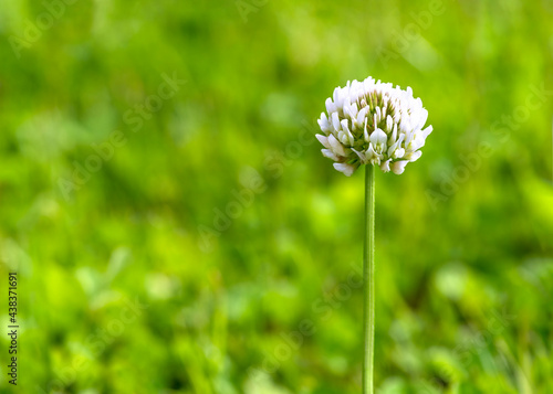 single white clover flower