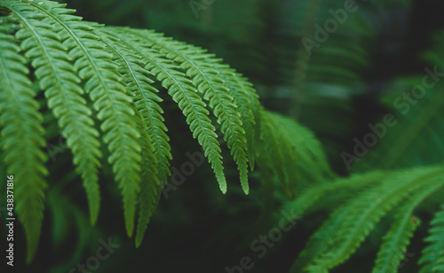 texture background close up of fern leaves