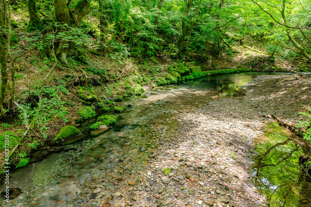 Obraz premium 初夏の男池湧水群 大分県由布市 Oike springs in early summer Ooita-ken Yufu city