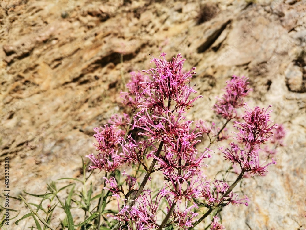 Pink flowers on the rocks. Flowers in nature. Pink flowers on the rocks. Flowers in nature.