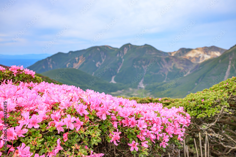 ミヤマキリシマとくじゅう連山 平治岳 大分県 Miyama Kirishima and Kuju Mountain Range Mt.Hijidake Ooita-ken ミヤマキリシマとくじゅう連山 平治岳 大分県 Miyama Kirishima and Kuju Mountain Range Mt.Hijidake Ooita-ken