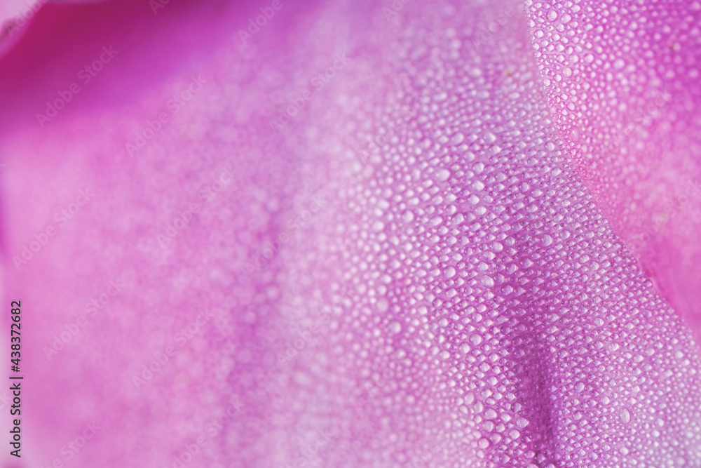 delicate flower with beautiful dew drops delicate flower with beautiful dew drops