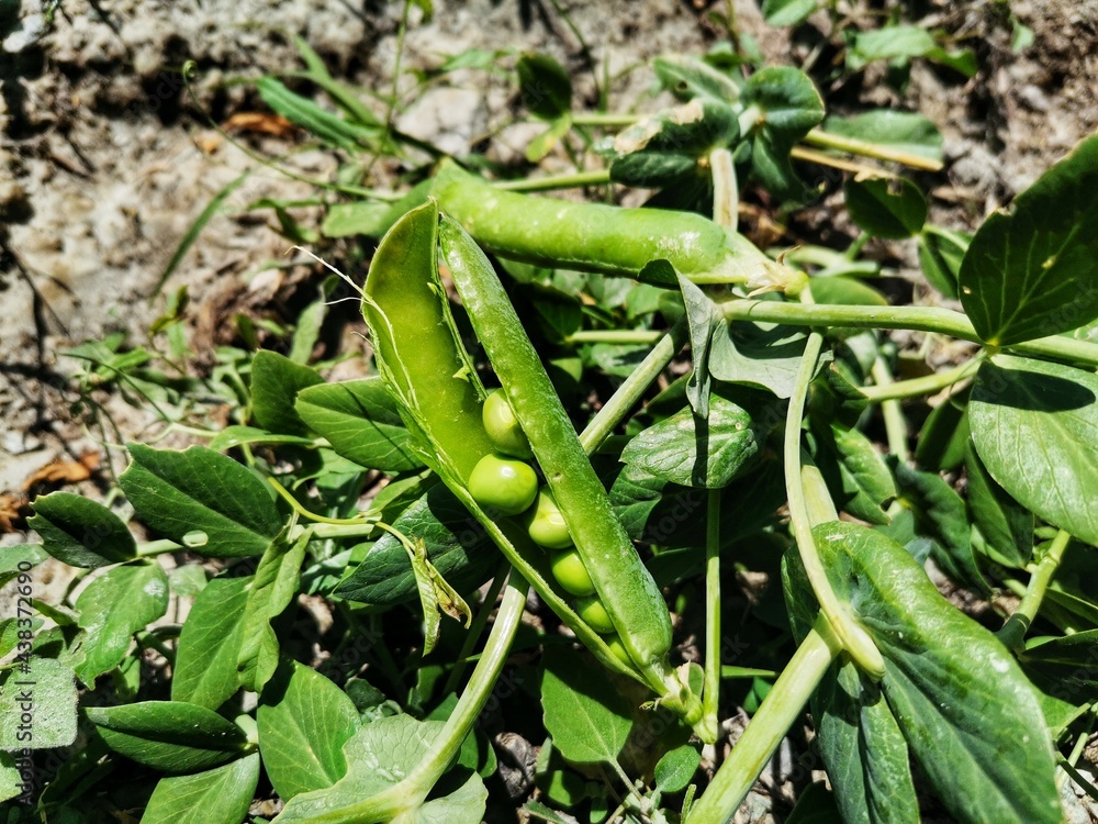 Peas in the garden. Shelled peas and grains. Pea plant and grain. Peas in the garden. Shelled peas and grains. Pea plant and grain.