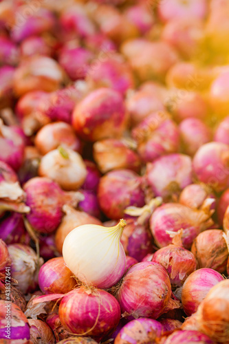 Red Onion pile. Harvested onion piled in the field.