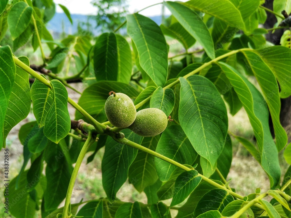Walnuts on the tree branch. Walnut tree and walnut leaves. Walnuts on the tree branch. Walnut tree and walnut leaves.