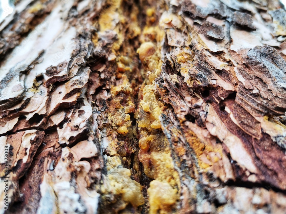A drop of resin on a dried tree of gray color, yellow resin flowing from the wood.orange resin on the bark of a tree
A drop of resin on a dried tree of gray color, yellow resin flowing from the wood.orange resin on the bark of a tree