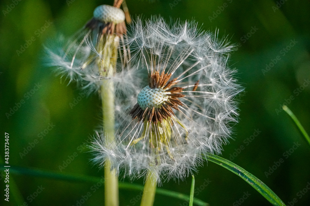 dandelion head dandelion head