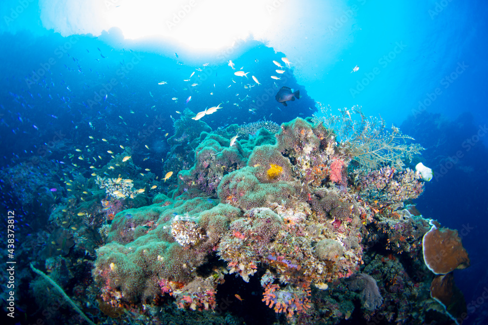 coral reef and diver coral reef and diver