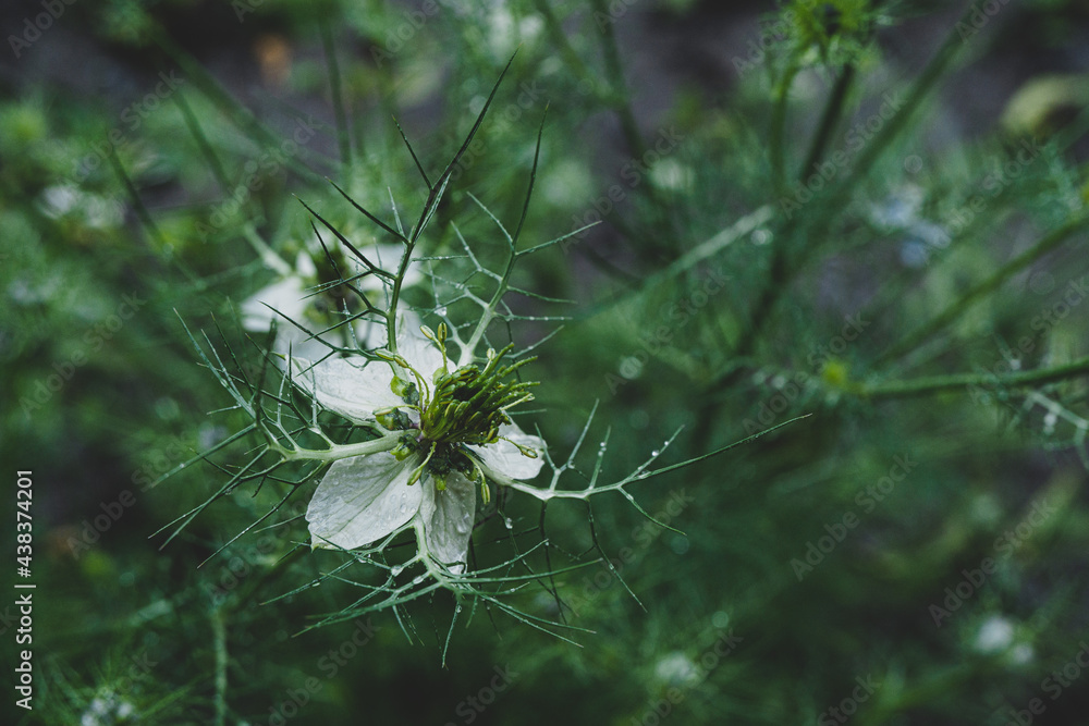black cumin flower water drops black cumin flower water drops