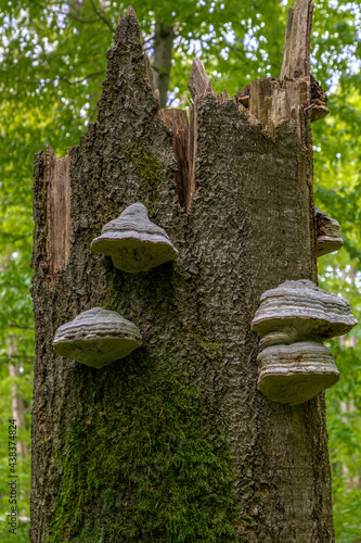 Wald im Nationalpark Hainich, Thüringen photo