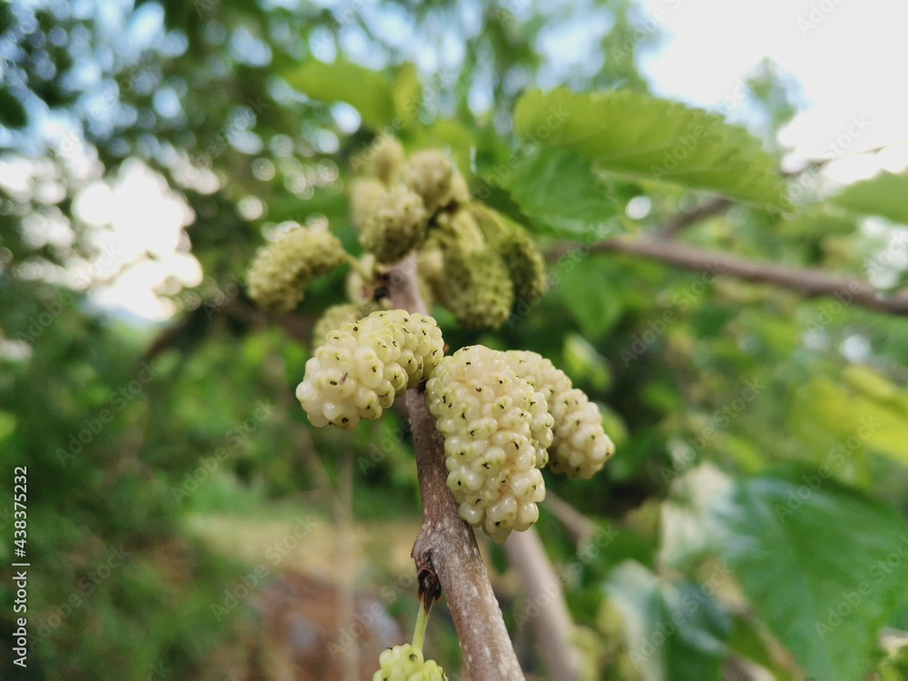 Mulberry tree and mulberry fruit. White berry. Mulberry tree and mulberry fruit. White berry.