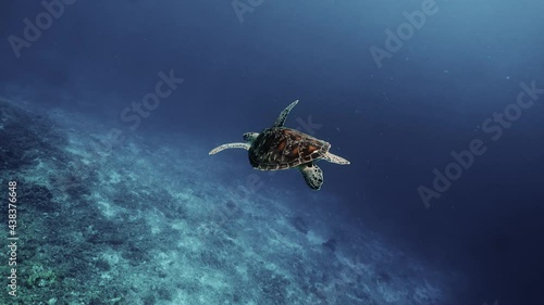 Sea turtle slowly swimming in blue water through sunlight. Snorkeling on wildlife. Underwater serene swimming beautiful green turtle in sea alone with nature. Marine life tropical turtle in wild