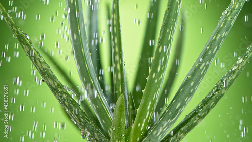 Aloe Vera leaves with rain,...