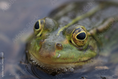Edible frog in a biotope © Andreas Meyer