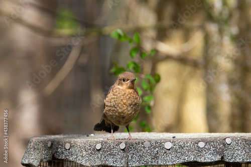 juvenile European robin (Erithacus rubecula) perched on a felt foof with a natural woodland background © Ian