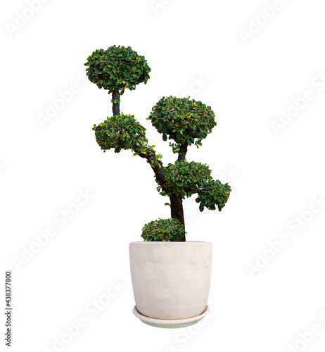 Catalog of plants in white pots isolated on a white background.