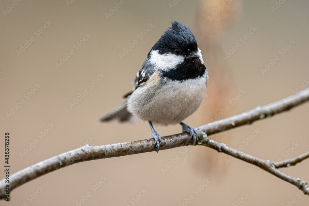Obraz premium Coal tit on branch