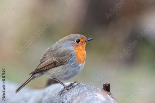 robin on a branch © Antti
