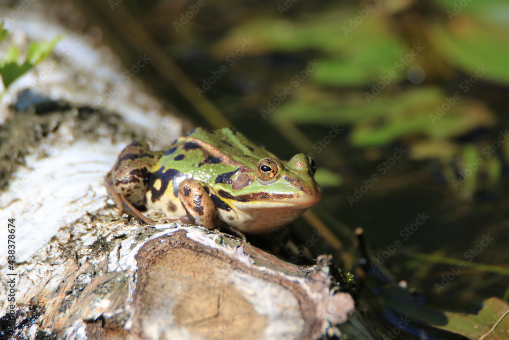 Obraz premium Edible frog in a biotope