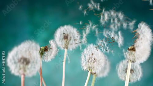Macro Shot of Dandelion Seeds Being Blown isolated on Blue Background
