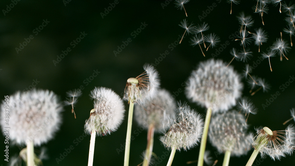 Macro Shot of Dandelion Seeds Being Blown isolated on Black Background Macro Shot of Dandelion Seeds Being Blown isolated on Black Background