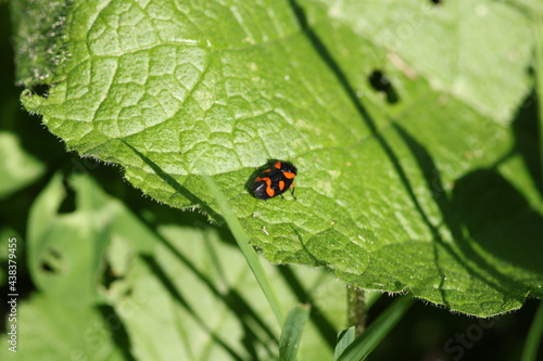 cercopis vulnerata red insect photo