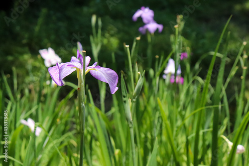 花菖蒲 菖蒲 しょうぶ あやめ 紫 グリーン 明るい かわいい 和風 美しい 鮮やか 花びら 葉っぱ