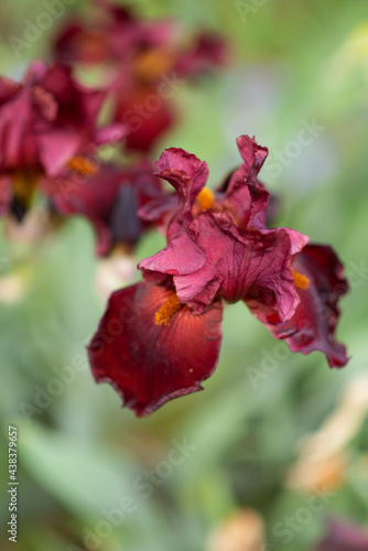 Photo of a red-maroon iris up close.