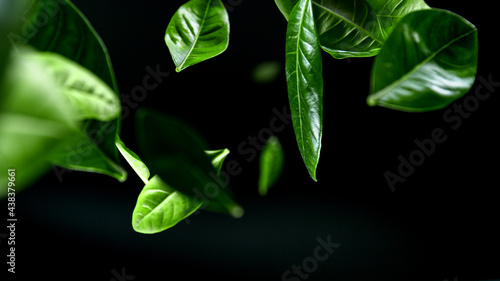 Green leaves falling on bla...